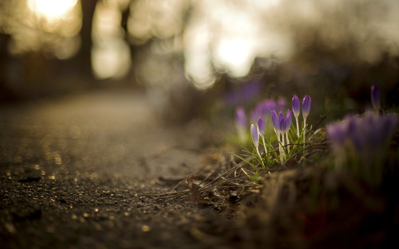 Обои цветы, природа, весна, крокусы, боке, brooke pennington, flowers, nature, spring, crocuses, bokeh разрешение 2048x1363 Загрузить