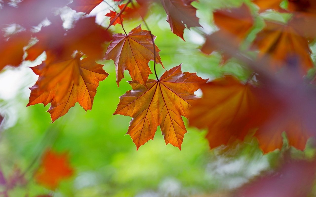 Обои природа, листья, осень, цвет, nature, leaves, autumn, color разрешение 1920x1175 Загрузить