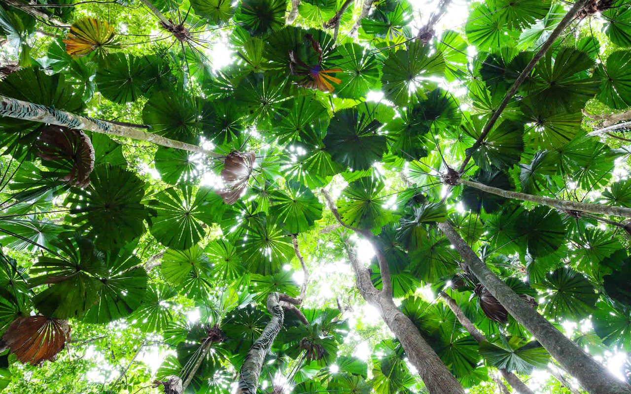 Дерево тропических лесов с большими резными листьями