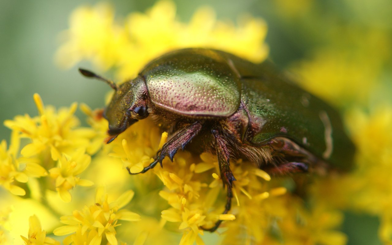 Обои цветы, жук, макро, насекомое, желтые, бронзовка золотистая, flowers, beetle, macro, insect, yellow, brantovka golden разрешение 4592x2583 Загрузить