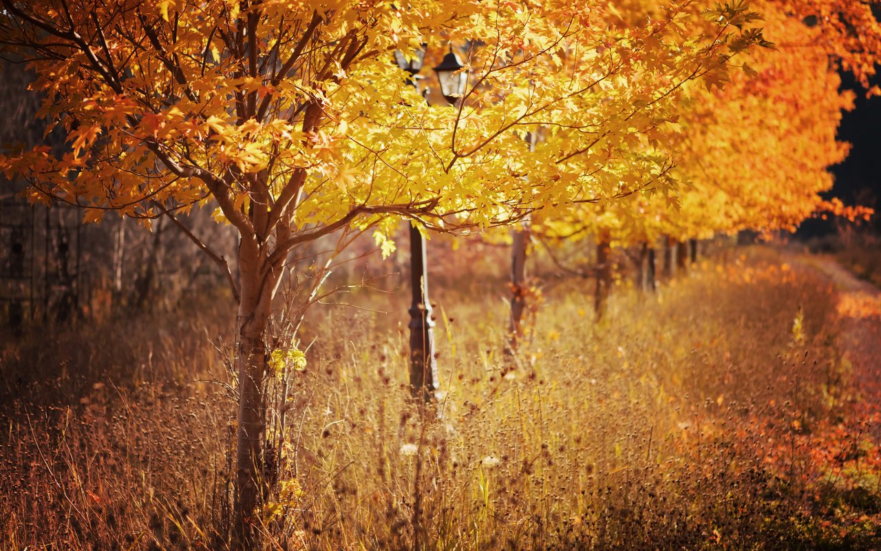 Обои деревья, листья, парк, осень, фонарь, сухая трава, trees, leaves, park, autumn, lantern, dry grass разрешение 2048x1365 Загрузить