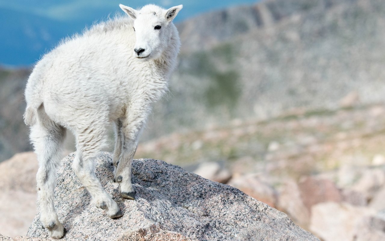 Обои горы, природа, животные, белый, коза, козленок, парнокопытные, mountains, nature, animals, white, goat, artiodactyls разрешение 2048x1152 Загрузить