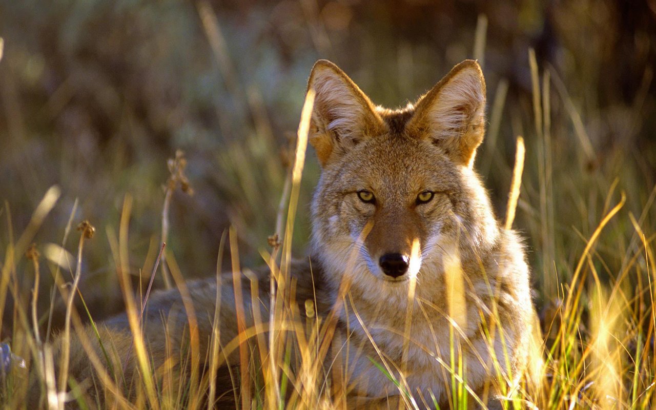 Обои трава, взгляд, сша, колорадо, койот, gunnison national park, grass, look, usa, colorado, coyote разрешение 1920x1080 Загрузить