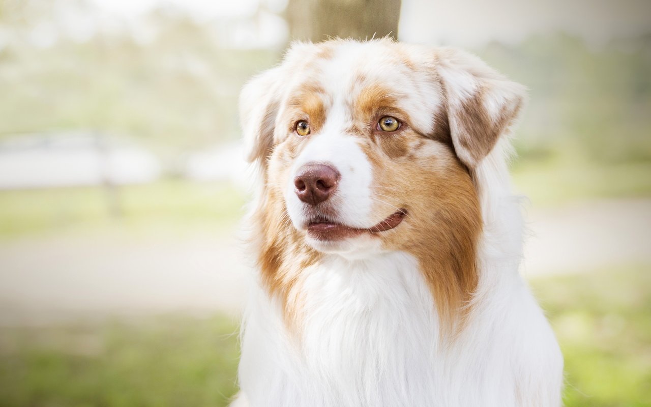 Обои портрет, собака, весна, лужайка, аусси, portrait, dog, spring, lawn, aussie разрешение 4724x2657 Загрузить