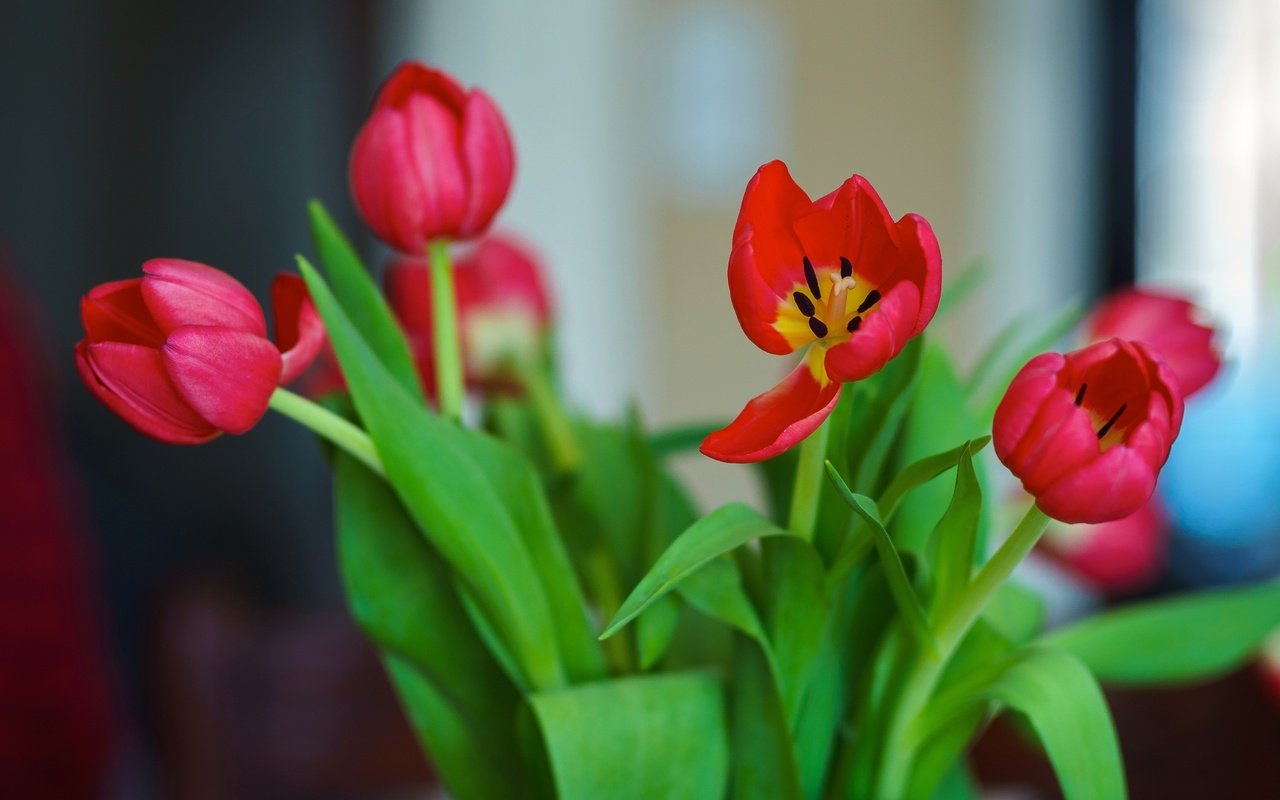 Обои цветы, красные, букет, тюльпаны, flowers, red, bouquet, tulips разрешение 4582x3055 Загрузить