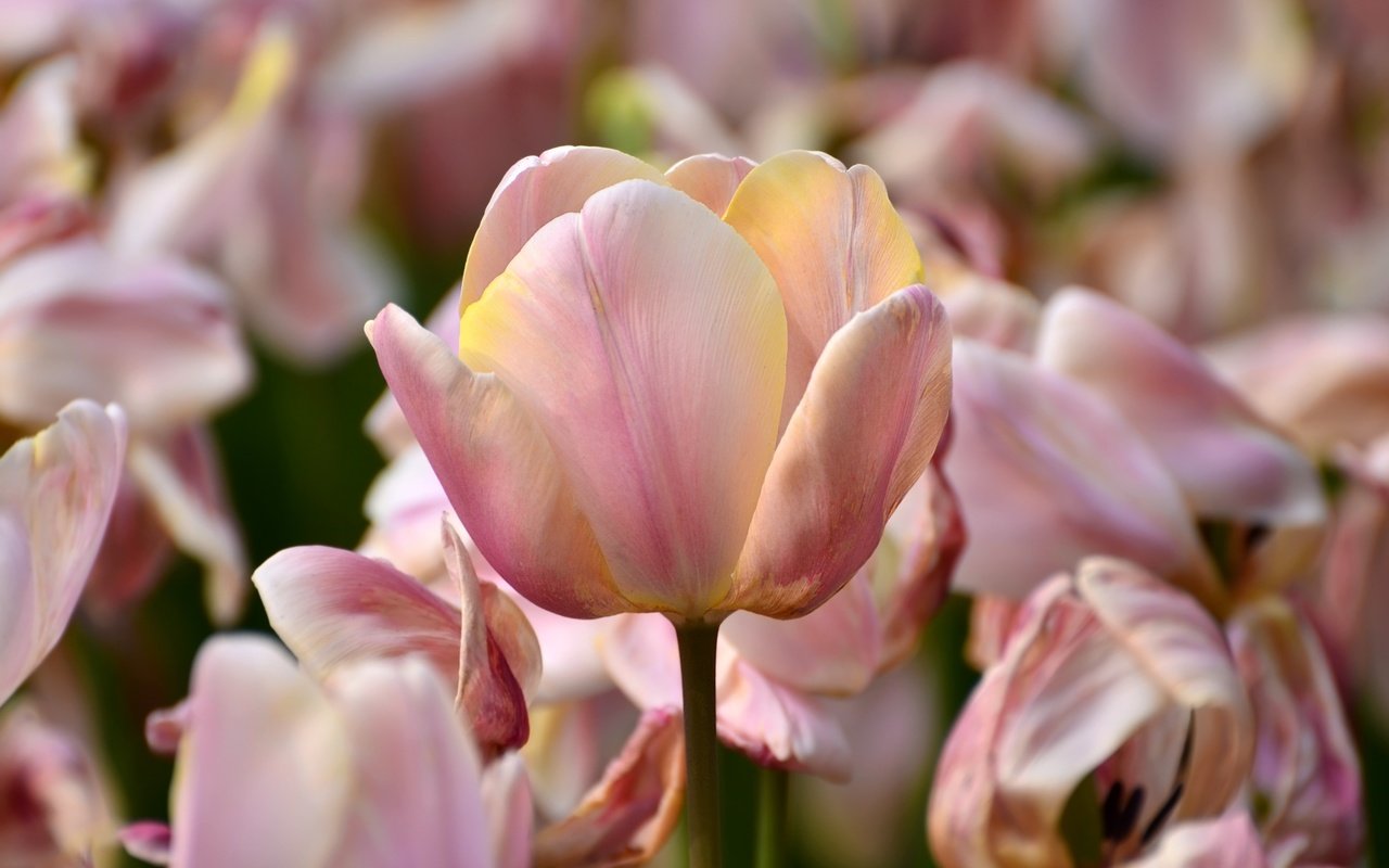 Обои макро, лепестки, тюльпаны, macro, petals, tulips разрешение 3000x1987 Загрузить