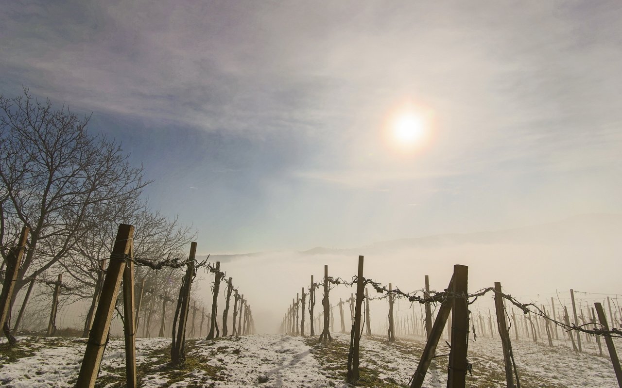 Обои утро, туман, забор, виноградник, morning, fog, the fence, vineyard разрешение 2560x1555 Загрузить