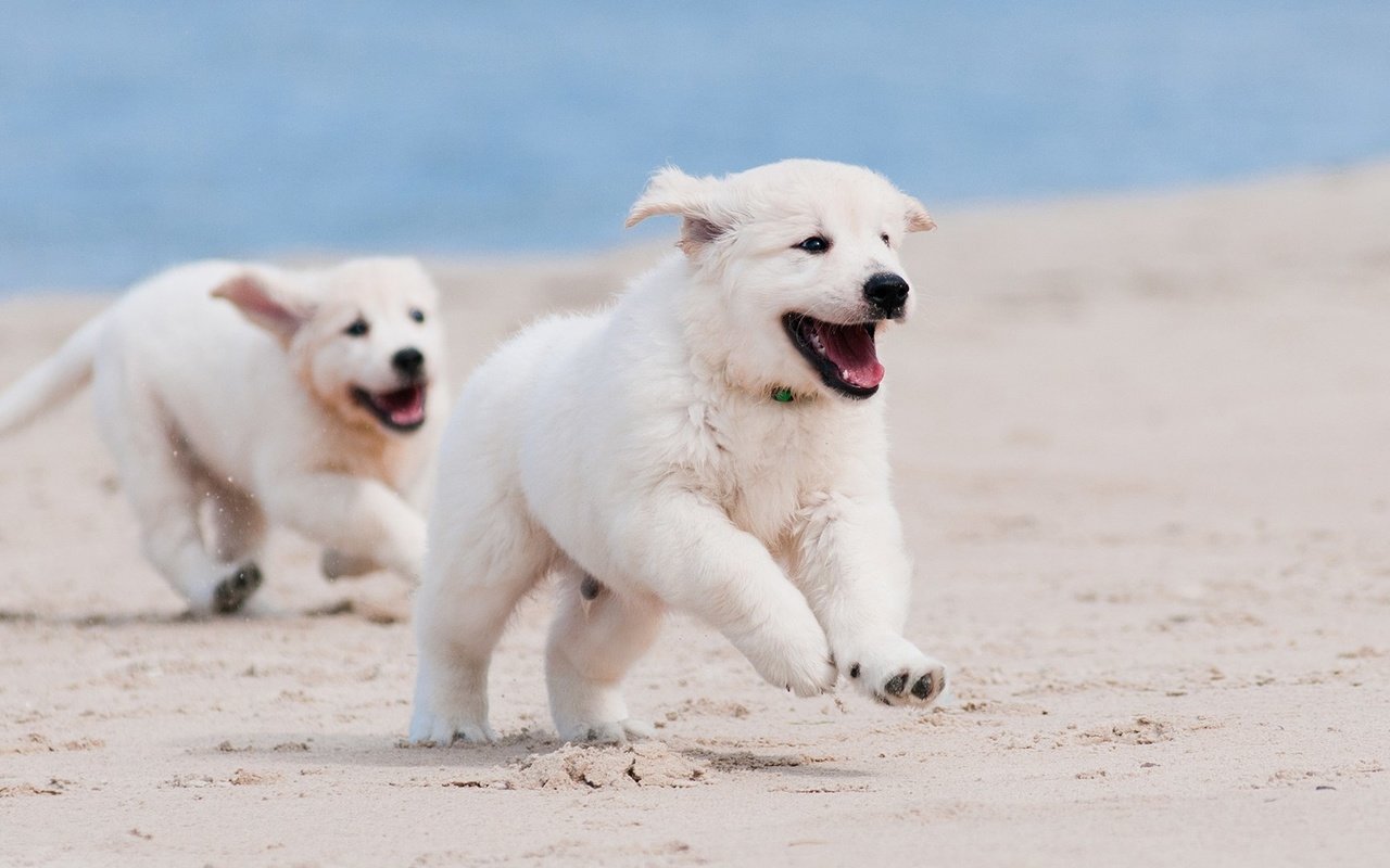 Обои песок, белый, щенок, песик, бег, sand, white, puppy, doggie, running разрешение 1920x1080 Загрузить