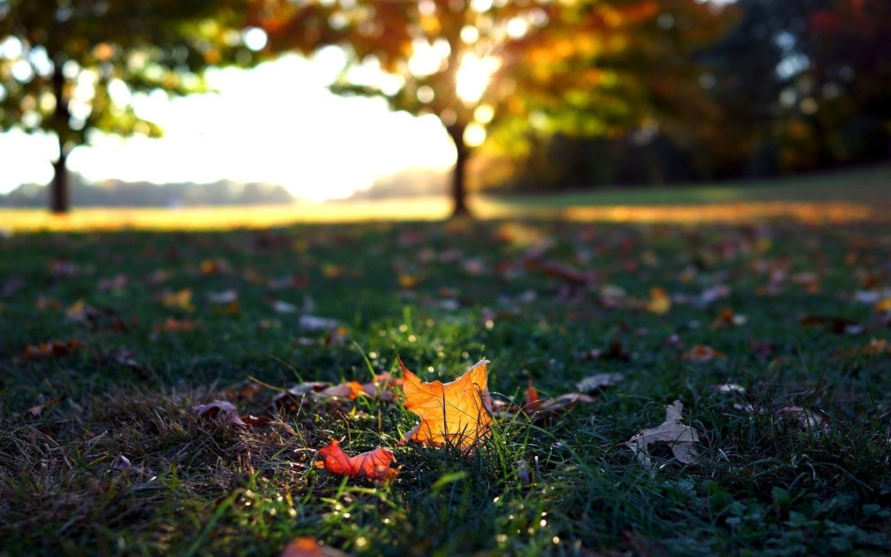 Обои трава, листья, макро, осень, листочки, листопад, осен, grass, leaves, macro, autumn, falling leaves разрешение 1920x1080 Загрузить