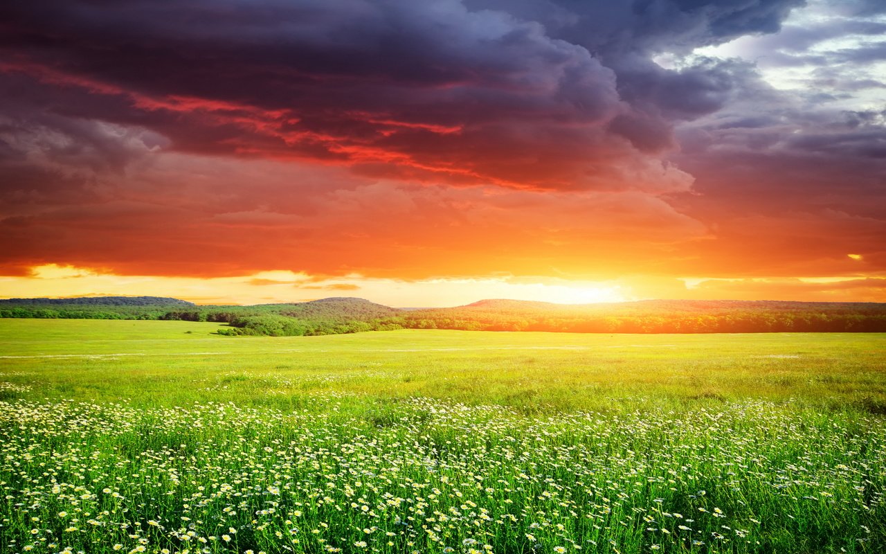 Обои небо, цветы, трава, закат, поле, неба, ландшафт, на природе, the sky, flowers, grass, sunset, field, sky, landscape, nature разрешение 3870x2580 Загрузить