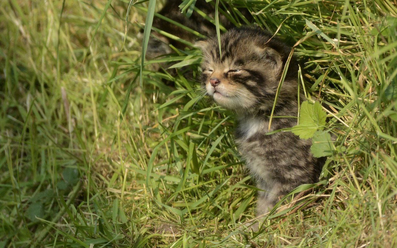 Обои трава, кошка, котенок, лесная, дикая кошка, шотландская, grass, cat, kitty, forest, wild cat, scottish разрешение 2891x2027 Загрузить