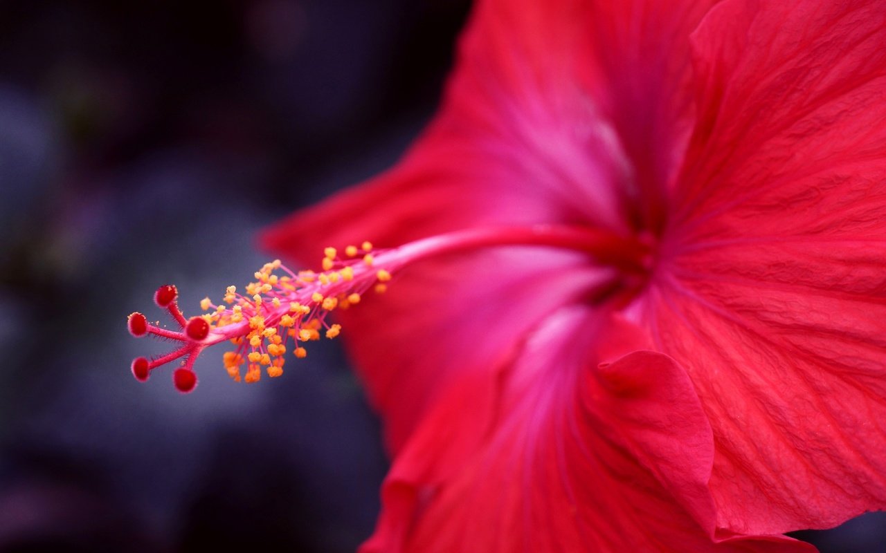Обои фокус камеры, макро, цветок, красный, гибискус, the focus of the camera, macro, flower, red, hibiscus разрешение 6000x4000 Загрузить