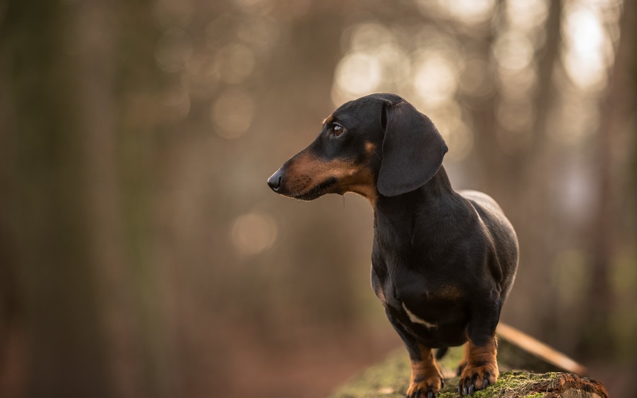 Обои взгляд, собака, друг, такса, jopie, davy, look, dog, each, dachshund разрешение 5346x3569 Загрузить