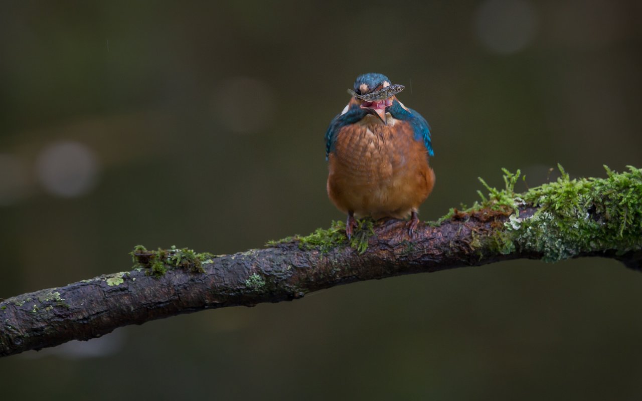 Обои ветка, природа, птица, мох, рыба, зимородок, branch, nature, bird, moss, fish, kingfisher разрешение 2048x1365 Загрузить