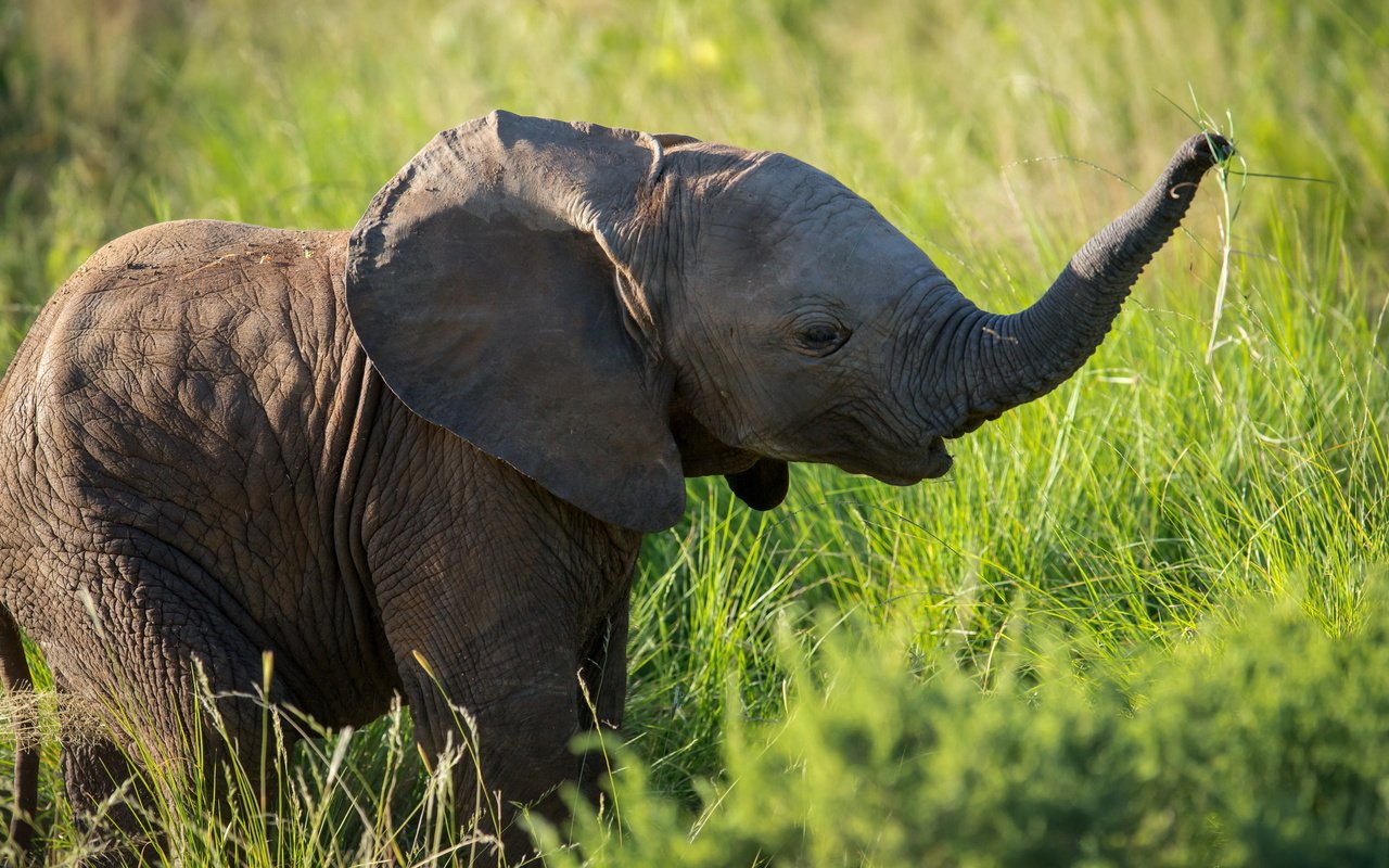 Обои природа, фон, слон, слоненок, nature, background, elephant разрешение 2560x1600 Загрузить