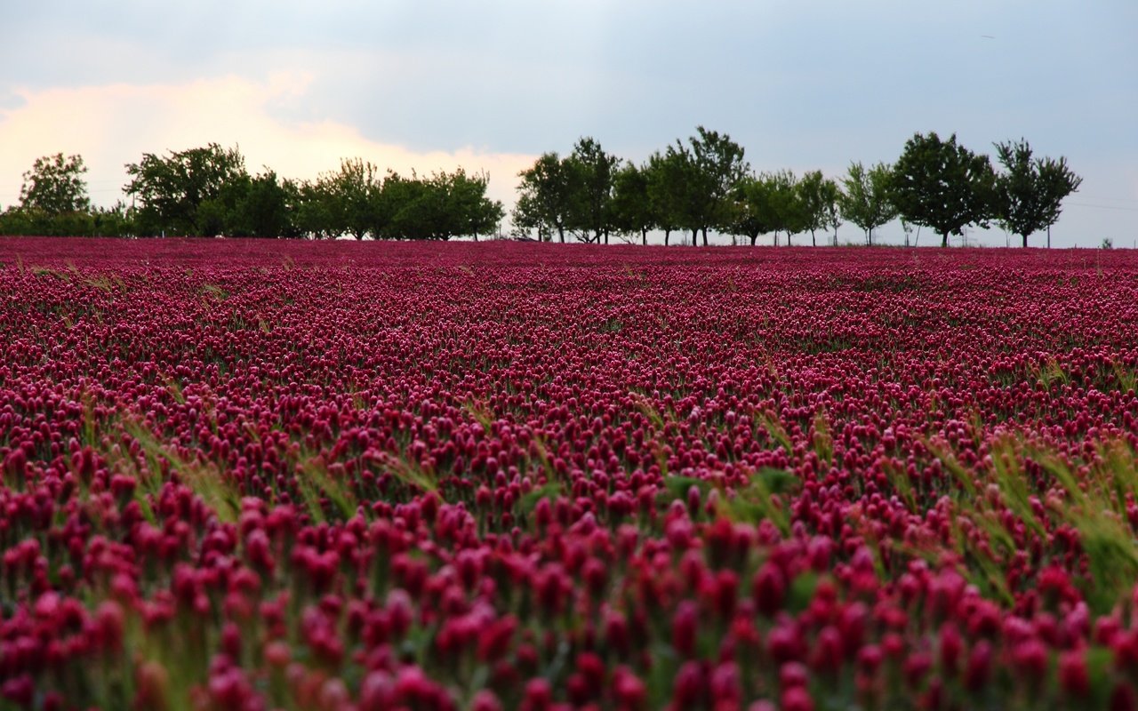 Обои небо, цветы, деревья, природа, поле, на природе,  цветы, лиловая, the sky, flowers, trees, nature, field, purple разрешение 2880x1920 Загрузить