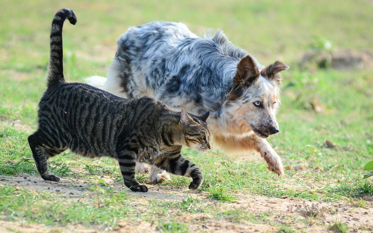 Обои кот, поле, кошка, собака, пес, друганы, крадутся, заговорщики, cat, field, dog, boys, sneak, the conspirators разрешение 2048x1152 Загрузить