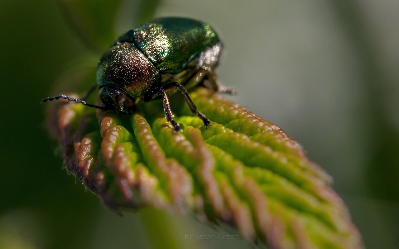 Обои природа, листья, жук, макро, насекомое, боке, nature, leaves, beetle, macro, insect, bokeh разрешение 2871x1914 Загрузить