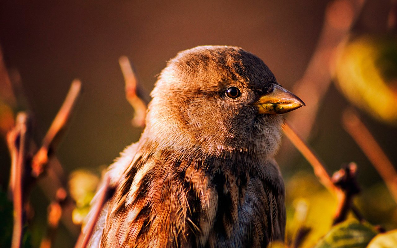 Обои фон, птица, клюв, воробей, background, bird, beak, sparrow разрешение 2048x1365 Загрузить