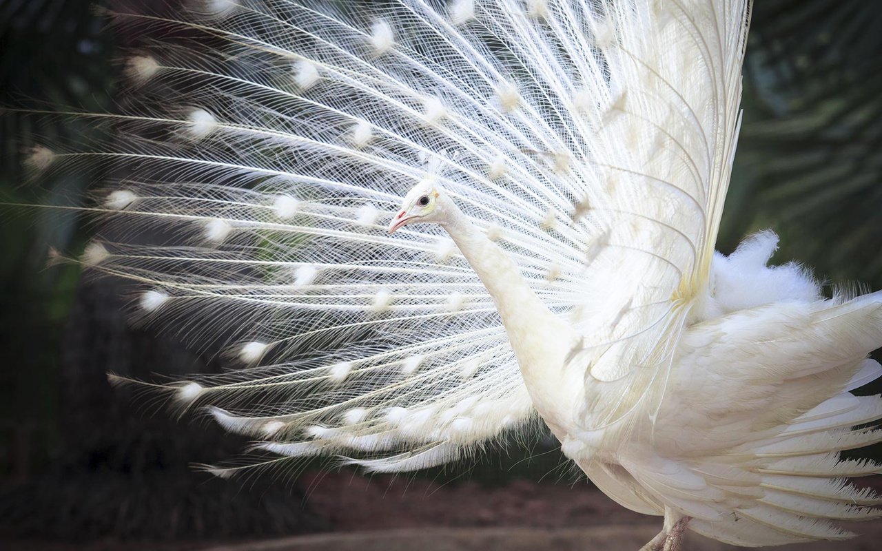 Обои белый, птица, павлин, перья, хвост, индийский, white, bird, peacock, feathers, tail, indian разрешение 1920x1080 Загрузить