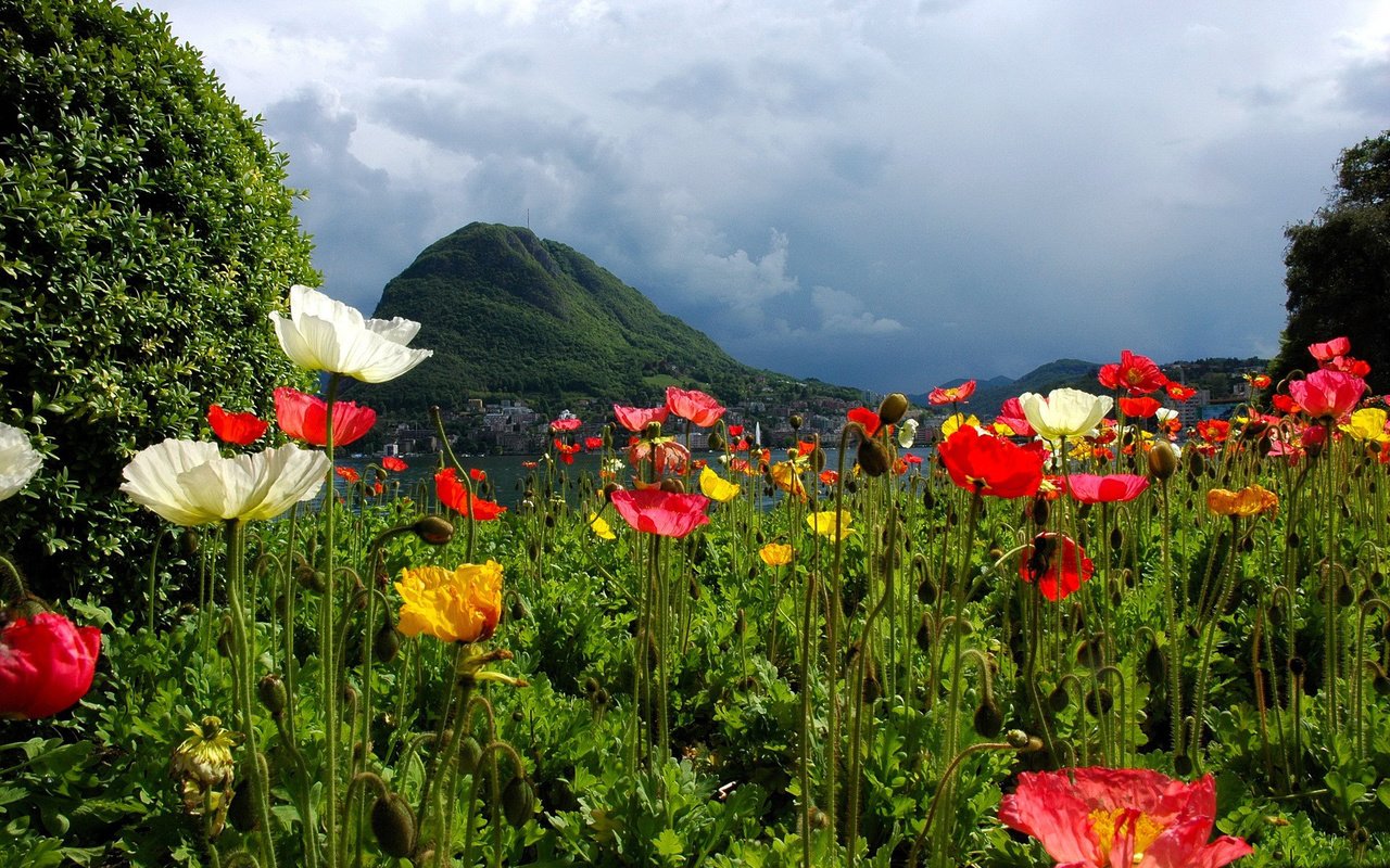 Обои цветы, горы, природа, швейцария, маки, лугано, flowers, mountains, nature, switzerland, maki, lugano разрешение 1920x1200 Загрузить