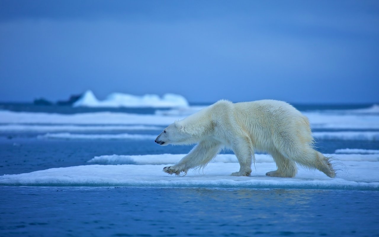 Обои вода, медведь, белый медведь, льдина, water, bear, polar bear, floe разрешение 4500x3000 Загрузить