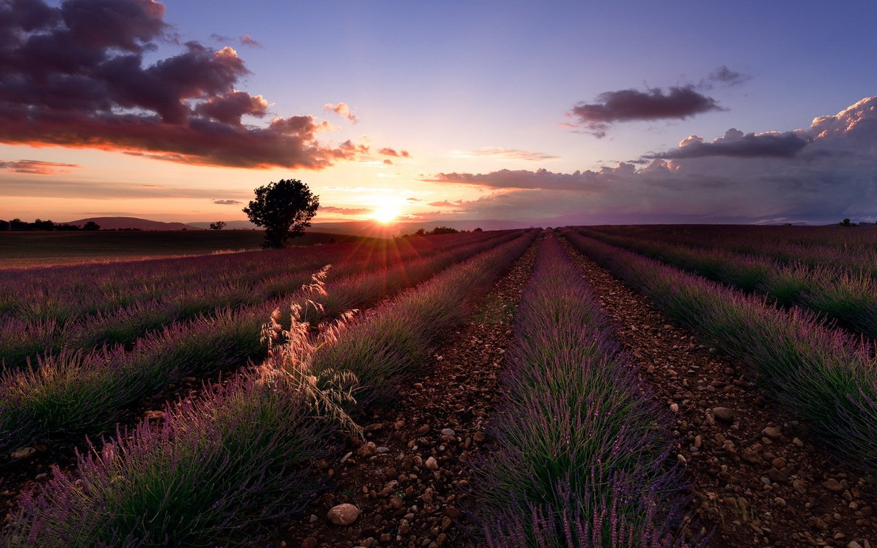 Обои цветы, закат, поле, лаванда, flowers, sunset, field, lavender разрешение 1920x1080 Загрузить