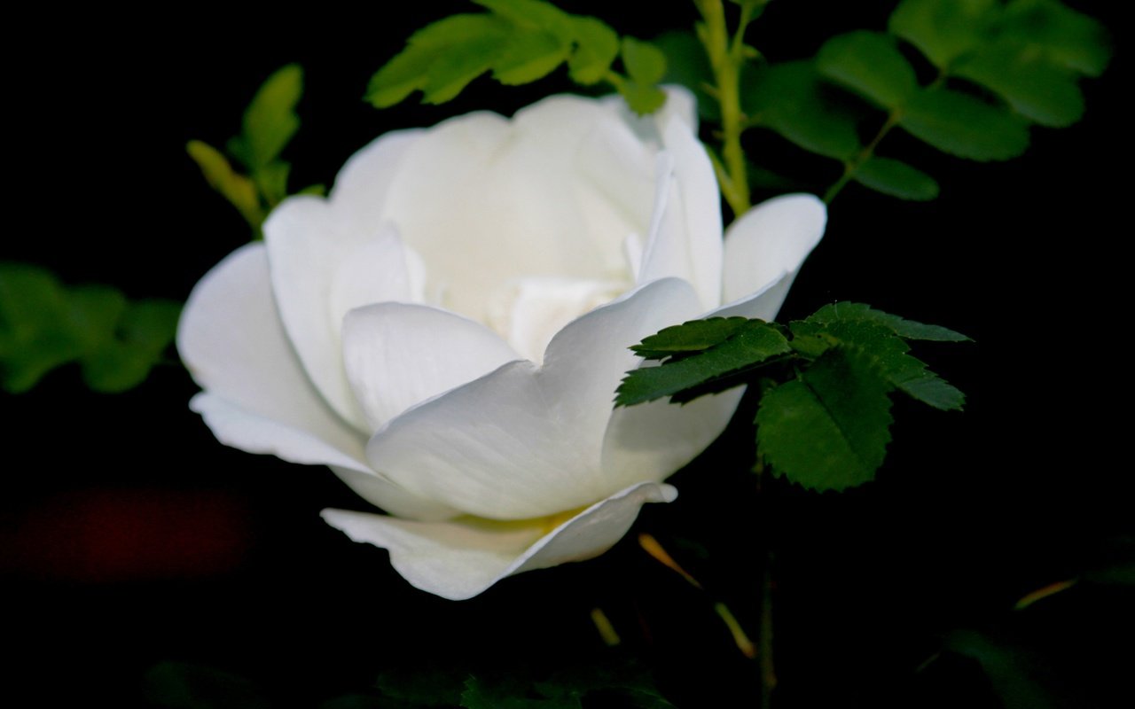 Обои макро, цветок, роза, бутон, белая, macro, flower, rose, bud, white разрешение 4272x2848 Загрузить