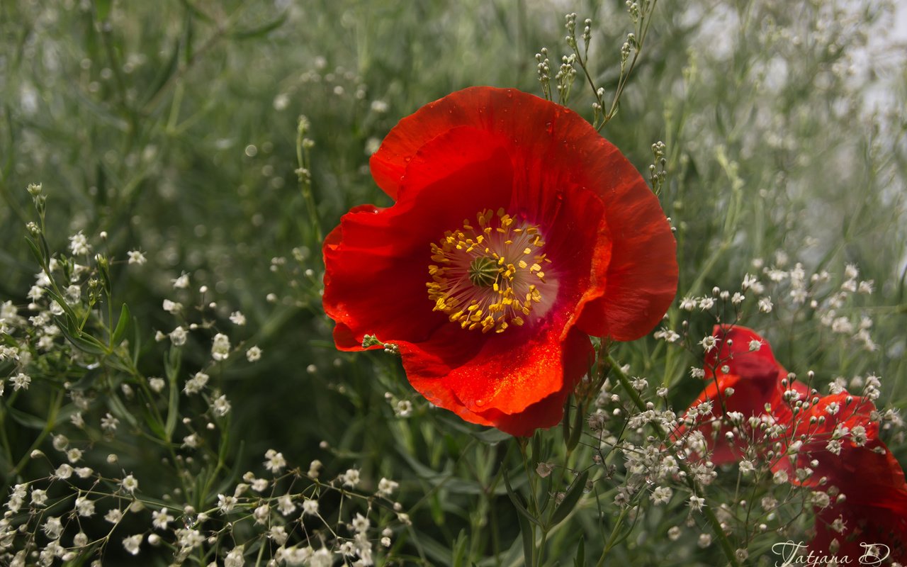 Обои макро, красный, мак, гипсофила, macro, red, mac, gypsophila разрешение 2400x1595 Загрузить