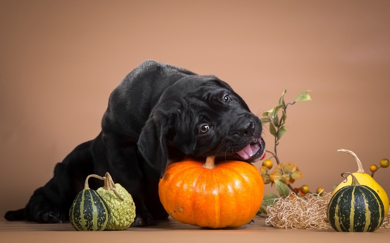 Обои черный, щенок, тыква, кане-корсо, шалун, грызет, black, puppy, pumpkin, cane corso, naughty, nibbles разрешение 3600x2236 Загрузить