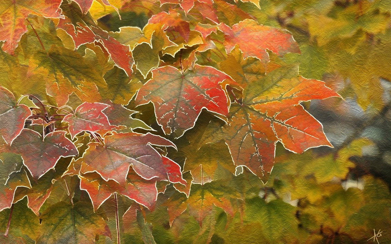 Обои листья, осень, клен, leaves, autumn, maple разрешение 4000x2619 Загрузить