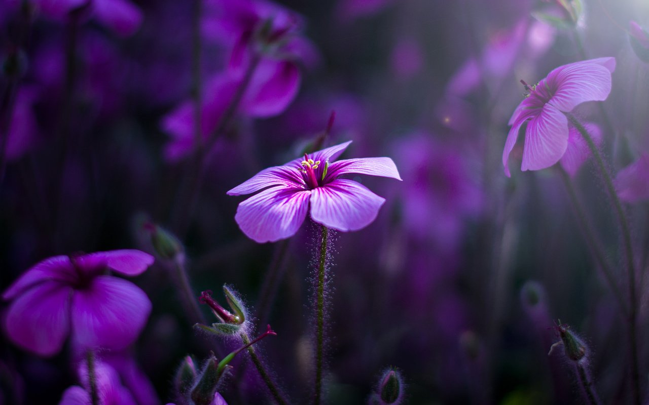 Обои цветы, природа, макро, лепестки, герань, flowers, nature, macro, petals, geranium разрешение 2048x1365 Загрузить