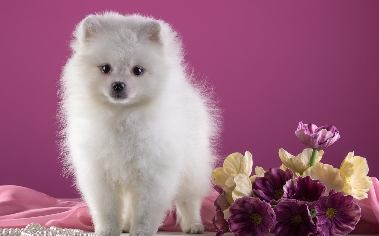 Обои цветы, белый, щенок, шпиц, flowers, white, puppy, spitz разрешение 2400x1589 Загрузить