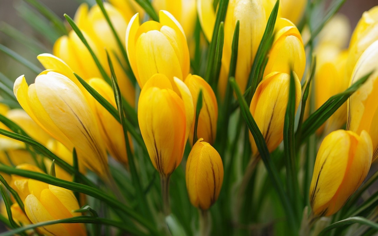 Обои желтый, весна, крокусы, yellow, spring, crocuses разрешение 2232x1484 Загрузить