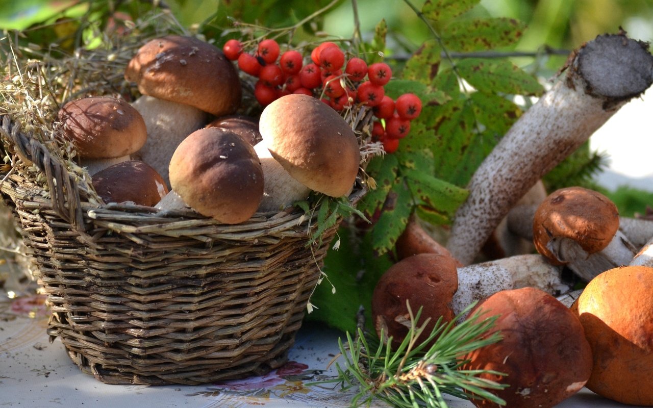 Обои грибы, корзина, рябина, боровики, mushrooms, basket, rowan разрешение 1920x1321 Загрузить