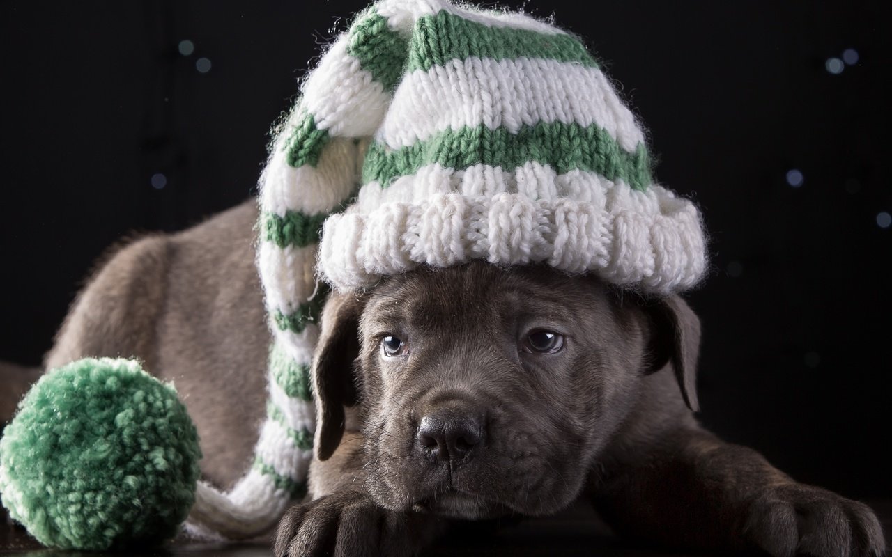 Обои щенок, шапка, порода, кане-корсо, милый, puppy, hat, breed, cane corso, cute разрешение 3500x2360 Загрузить