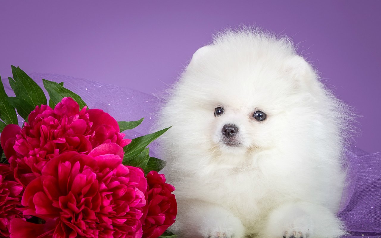 Обои цветы, мордочка, взгляд, белый, собака, щенок, пионы, шпиц, flowers, muzzle, look, white, dog, puppy, peonies, spitz разрешение 2400x1474 Загрузить