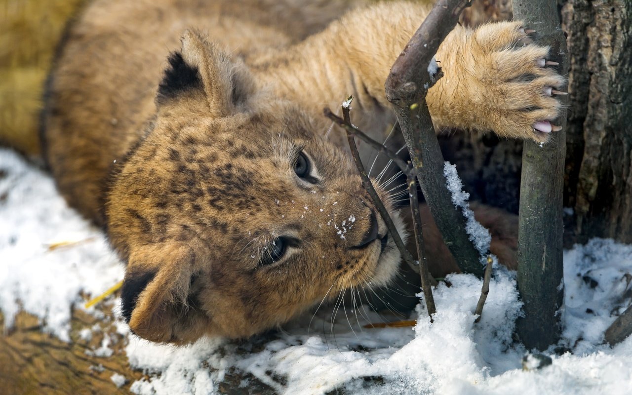 Обои снег, хищник, когти, лев, малыш, львёнок, милый, snow, predator, claws, leo, baby, lion, cute разрешение 2400x1537 Загрузить