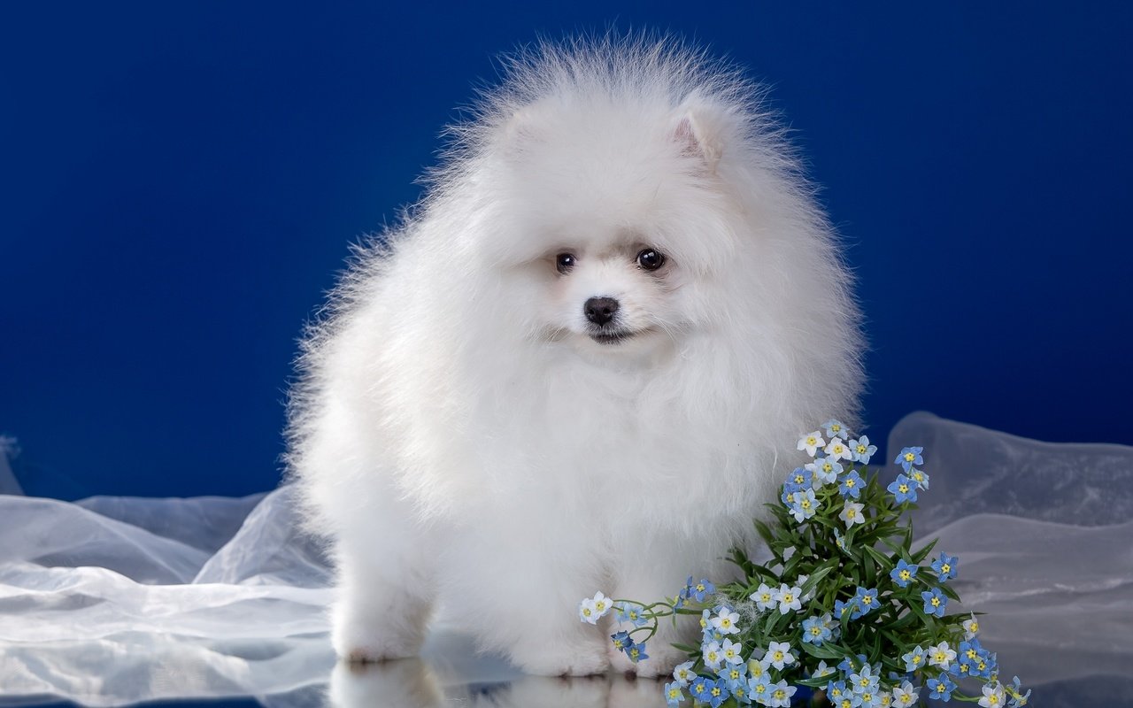 Обои цветы, пушистый, белый, щенок, шпиц, flowers, fluffy, white, puppy, spitz разрешение 2400x1507 Загрузить