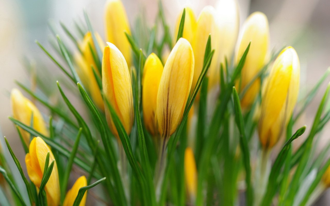 Обои желтый, бутоны, весна, крокусы, yellow, buds, spring, crocuses разрешение 2232x1484 Загрузить