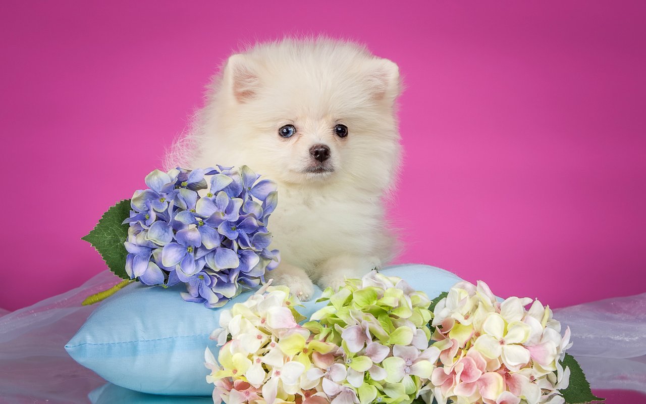 Обои белый, щенок, подушка, гортензия, шпиц, white, puppy, pillow, hydrangea, spitz разрешение 3000x1757 Загрузить