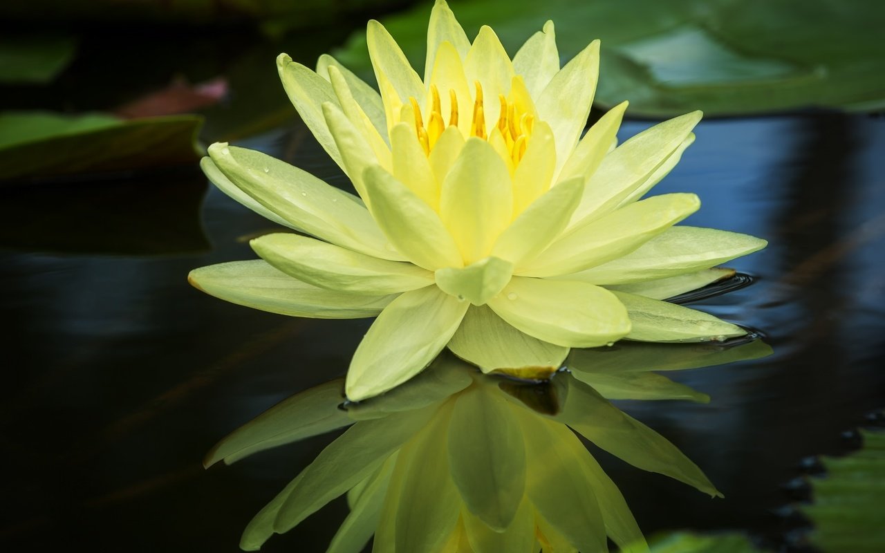 Обои вода, отражение, жёлтая, кувшинка, нимфея, водяная лилия, water, reflection, yellow, lily, nymphaeum, water lily разрешение 2048x1351 Загрузить