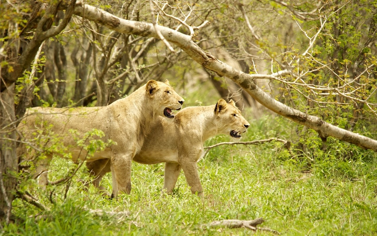 Обои деревья, львы, хищники, охота, львица, сила, грация, trees, lions, predators, hunting, lioness, power, grace разрешение 2400x1521 Загрузить