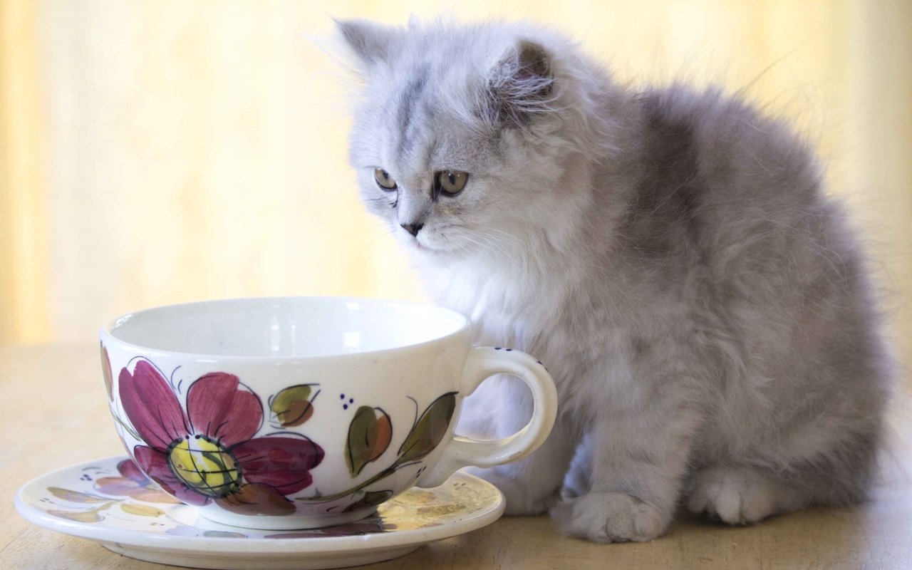 Обои кошка, котенок, пушистый, чашка, cat, kitty, fluffy, cup разрешение 1920x1215 Загрузить