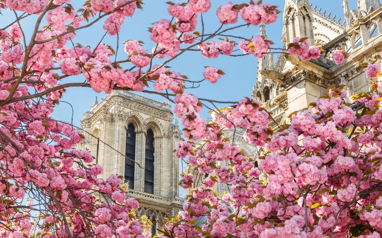 Обои собор, париж, весна, сакура, cathedral, paris, spring, sakura разрешение 2048x1304 Загрузить