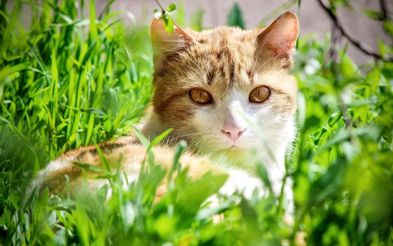 Обои трава, кот, взгляд, желтоглазый, grass, cat, look, yellow eyes разрешение 2100x1376 Загрузить