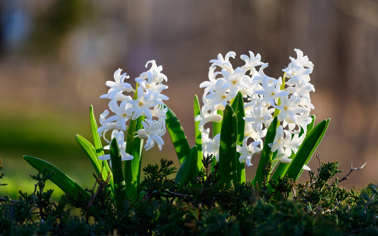 Обои белые, боке, гиацинты, фото цветов, white, bokeh, hyacinths, photo colors разрешение 2048x1367 Загрузить
