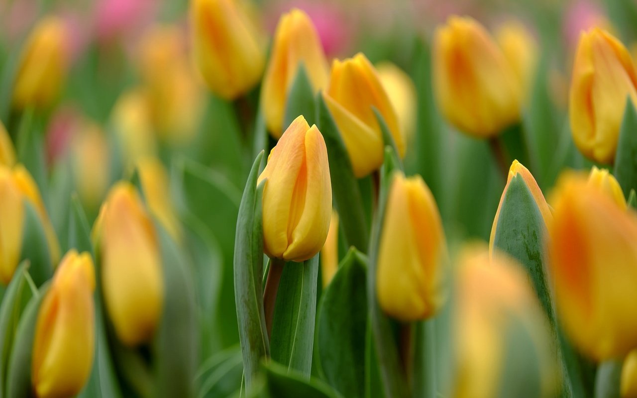 Обои бутоны, макро, тюльпаны, желтые, buds, macro, tulips, yellow разрешение 2048x1366 Загрузить