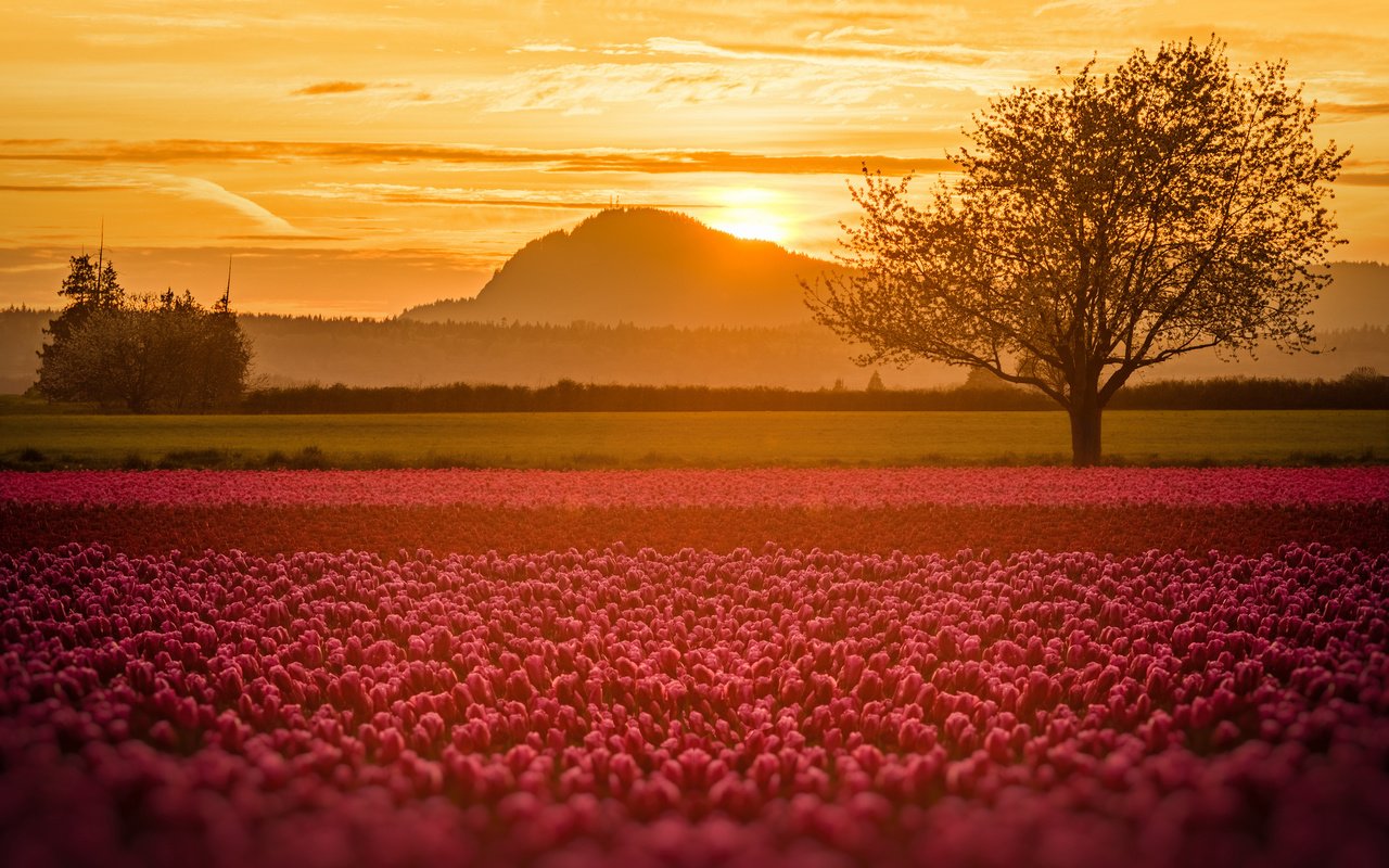 Обои свет, цветы, поле, тюльпаны, light, flowers, field, tulips разрешение 2048x1331 Загрузить