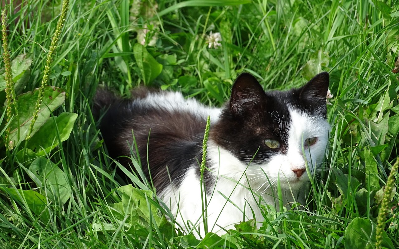 Обои трава, кошка, взгляд, уши, пёстрая, grass, cat, look, ears, motley разрешение 5184x3888 Загрузить